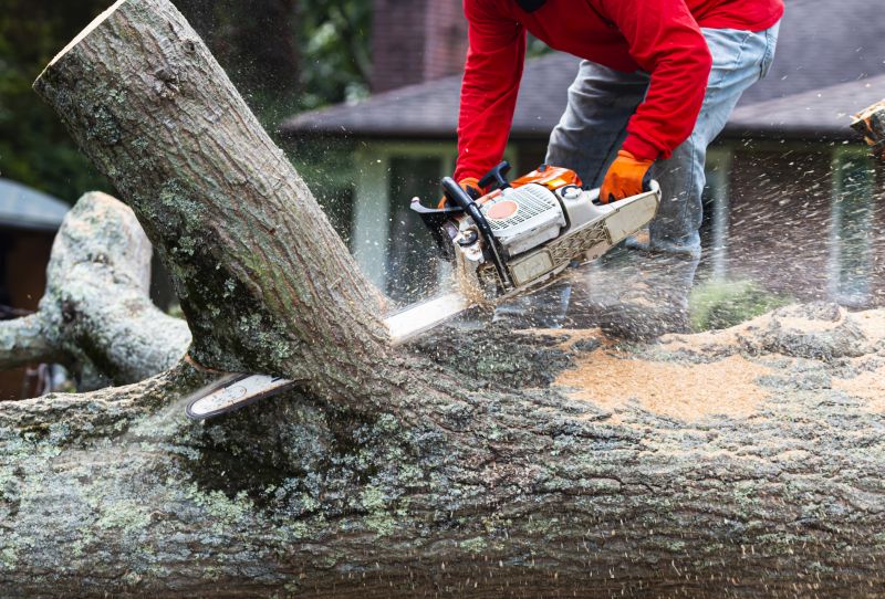 Tree removal equipment